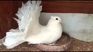 pouter, English fantail Indian fantail danish for sale