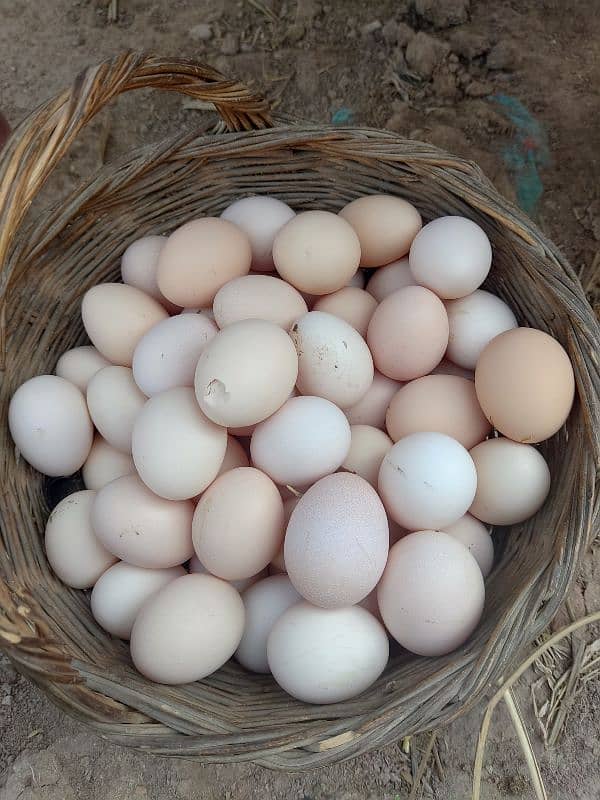 PURE DESI EGGS 0