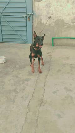 pure Doberman dog for sale