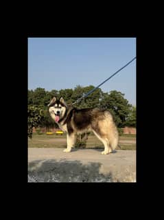 Siberian | Puppy | Dog | Long coat Puppy | Healthy Husky Dog | hasky