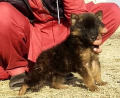 German Shepherd |  long coated German Shepherd puppies