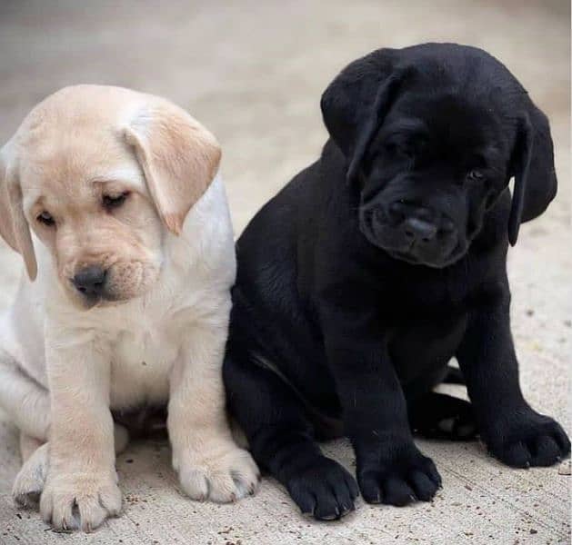 Labrador puppies available looking for a new home 1