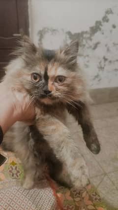 triple code Persian cat jis bhai ko chahie my number 03224728525