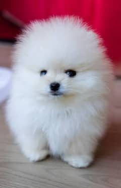 Pomeranian puppies available looking for a new home