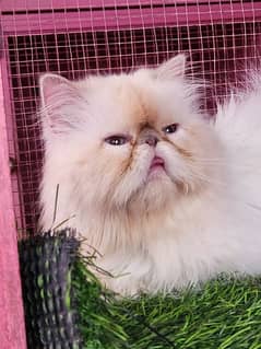 Top quality Piki female cat / triple coated cat available for sale