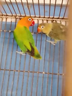 love bird and cage