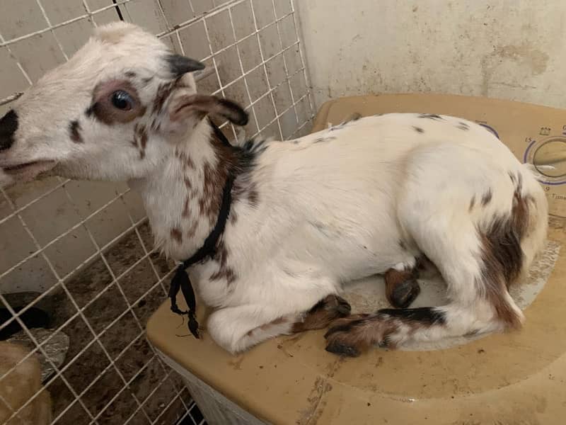 Goats for Sale 0