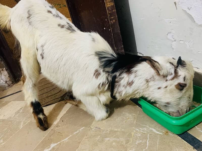 Goats for Sale 4