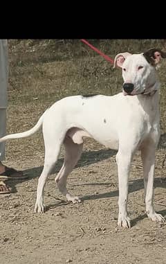 Pewar lappa gultair male age 11 month for sale