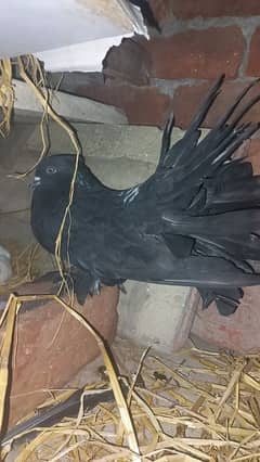 black pigeon