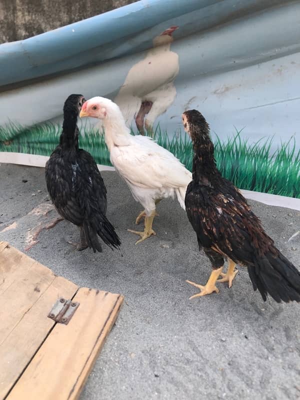 parrot beak long tail | parrot break chicjs | Quality chicks for sale 0