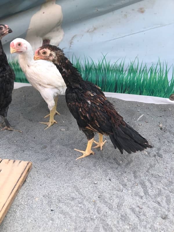 parrot beak long tail | parrot break chicjs | Quality chicks for sale 4