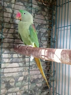 Alexandrine Pahari Parrot Female