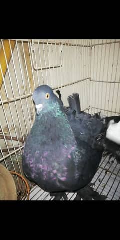 Black lakay with 2 pathay self fantail pigeon