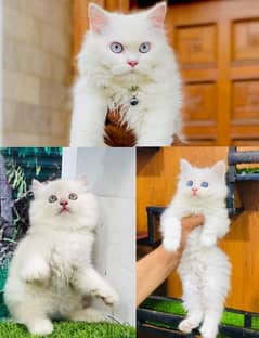 Persian Punch face triple coat cat Kitten