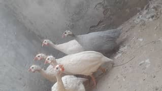 Guinea Fowl | teeteri | Chinese hen