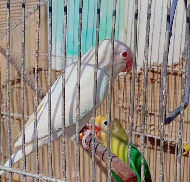 Albino Red Eye Male Parblue Split ino Female pair with Cage UrgentSale 1