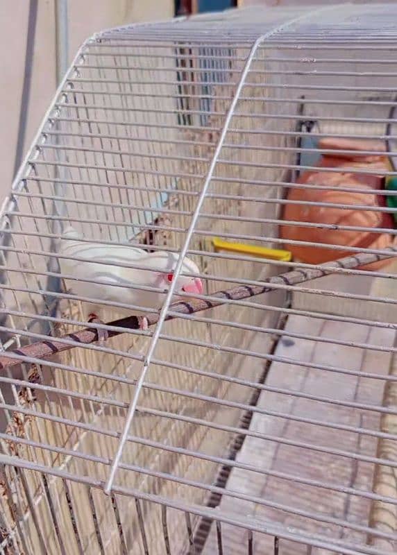 Albino Red Eye Male Parblue Split ino Female pair with Cage UrgentSale 6