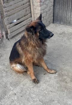 pure German sheperd male for sale