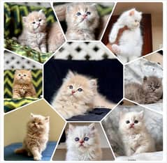 persian kittens/white persian kitten /Ginger persain kitten/kittens