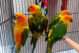 Sunconure parrot hand tame