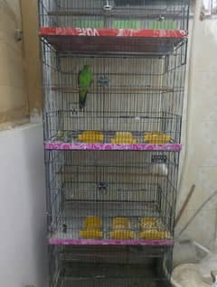 White Ringneck and Red-Wing (Australian Parakeet)