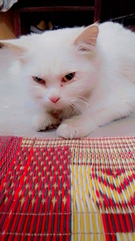 Persian cat 3 coated white color 8 months old Adult cat 1