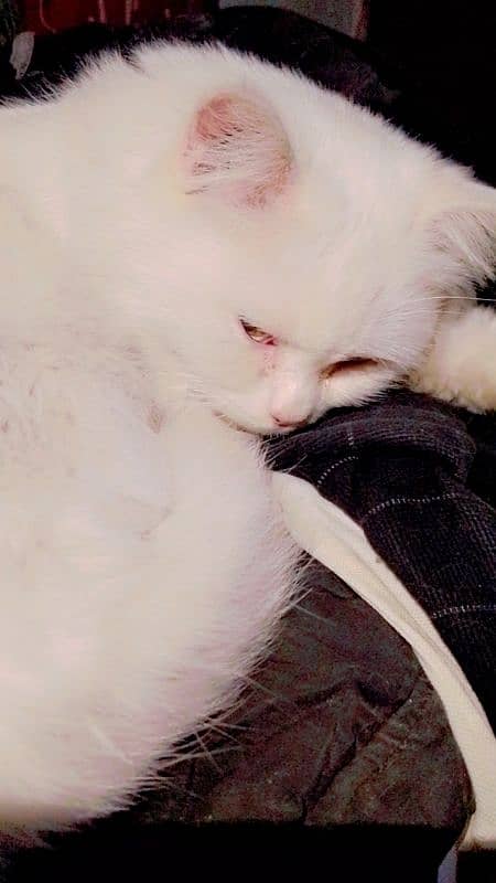 Persian cat 3 coated white color 8 months old Adult cat 2