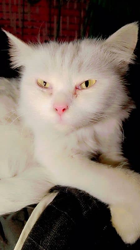 Persian cat 3 coated white color 8 months old Adult cat 5