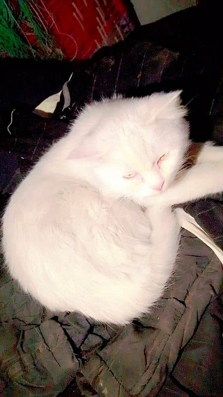 Persian cat 3 coated white color 8 months old Adult cat 6