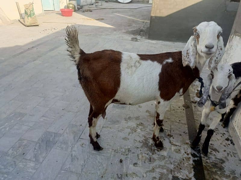 Pregnant Goat for Sale 0