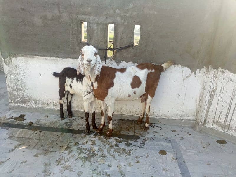 Pregnant Goat for Sale 2