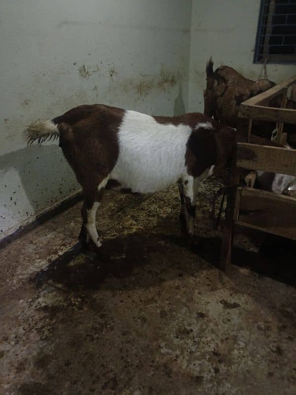 Pregnant Goat for Sale 3