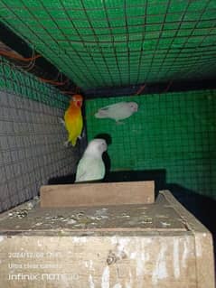 albino black eyes guaranteed breeder pair