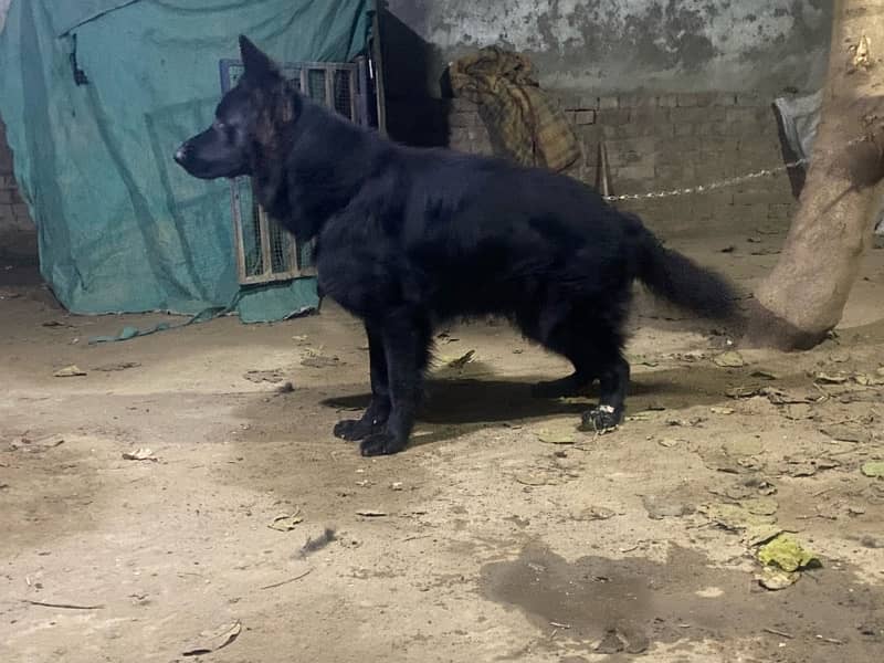 black shepherd breeder male available 3