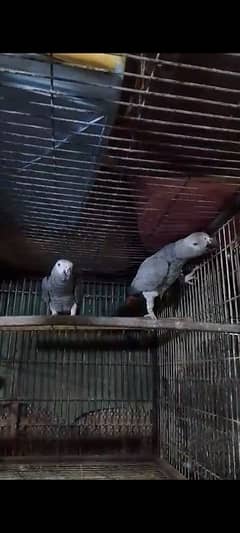 African Grey Parrot Breeder Pair