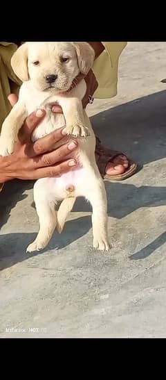 British Labrador pups