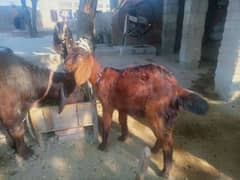 goats Jori pair for se