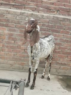 makhii cheeni quality goat num  03214935110