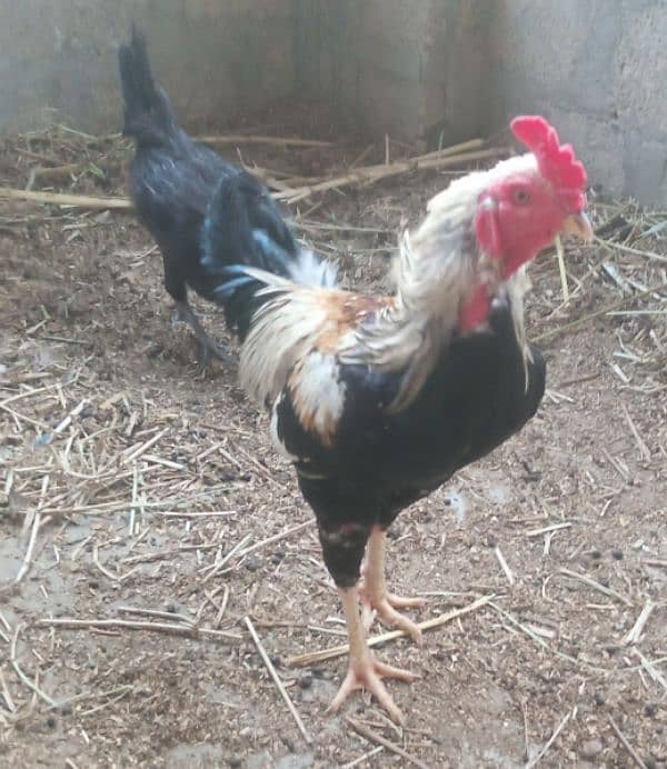 hen for sell 0