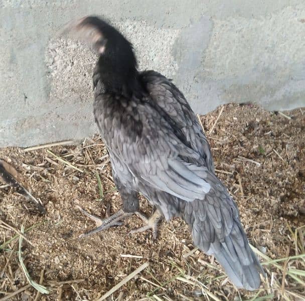 hen for sell 1