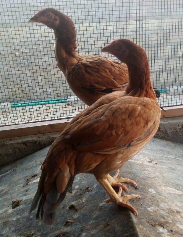 hen for sell 2