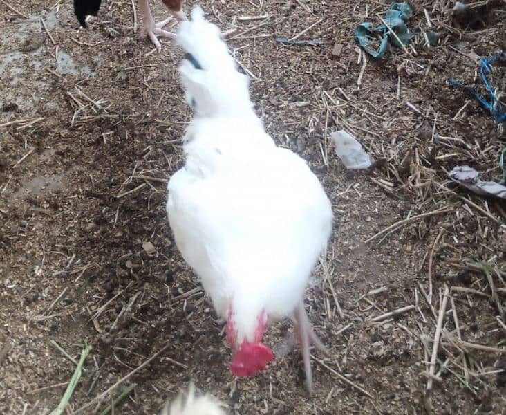 hen for sell 3