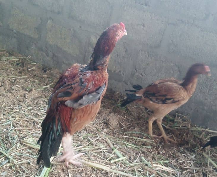 hen for sell 4