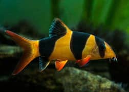 Clown Loach, Oscar, Parrot fish, Flower horn