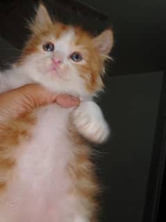 Pure Persian Kitten/Cat Each price 12500