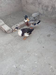 ducks pair for sale