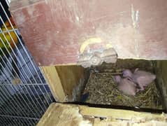 African grey, sunconure, Alexander Raw pair