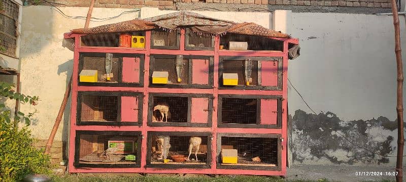 Aseel Hens Cage Pigeons Finches Birds Cage 1