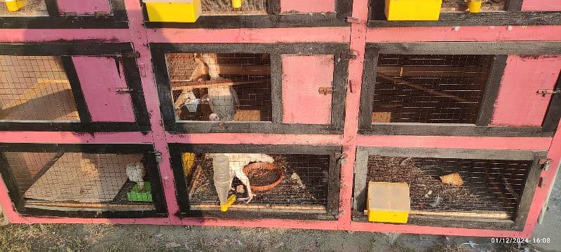 Aseel Hens Cage Pigeons Finches Birds Cage 3